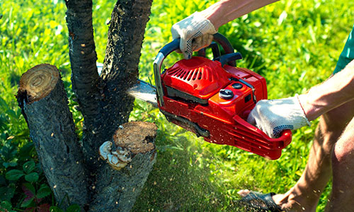 BBB Accredited Tree Services Near Georgetown, KY