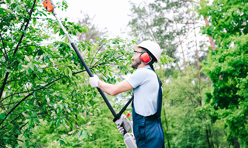 When Should You Call a Certified Tree Arborist?