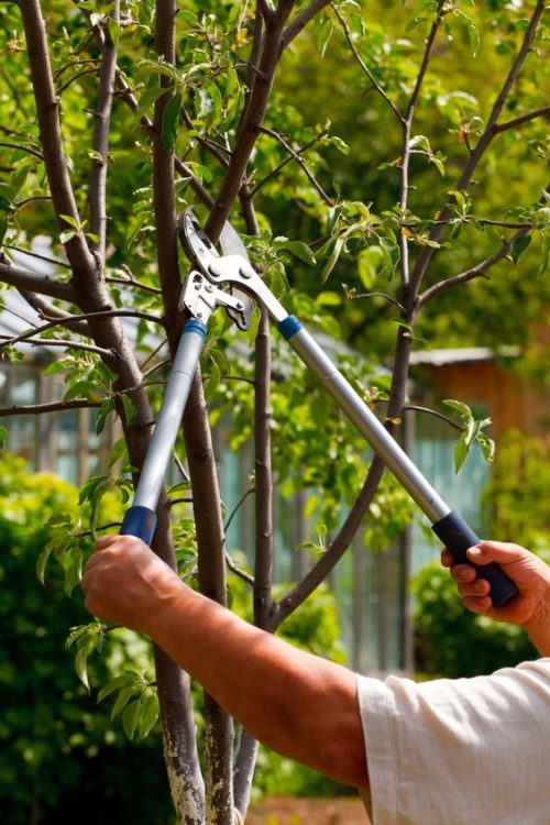 Tree Pruning And Removal Services In Georgetown, KY