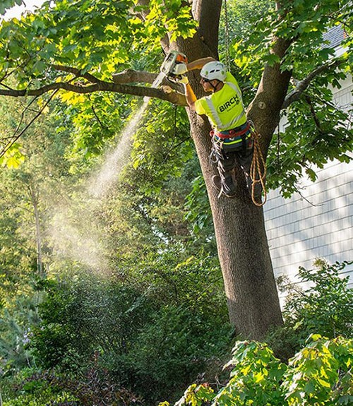 Finding The Right Tree Service Company In Georgetown, KY