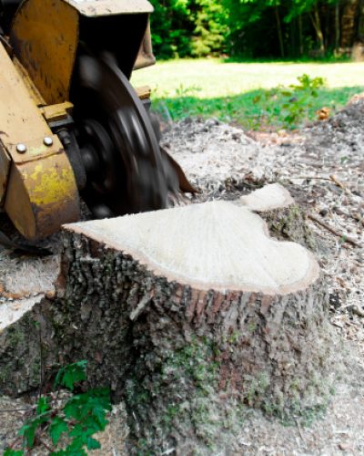 stump removal georgetown ky