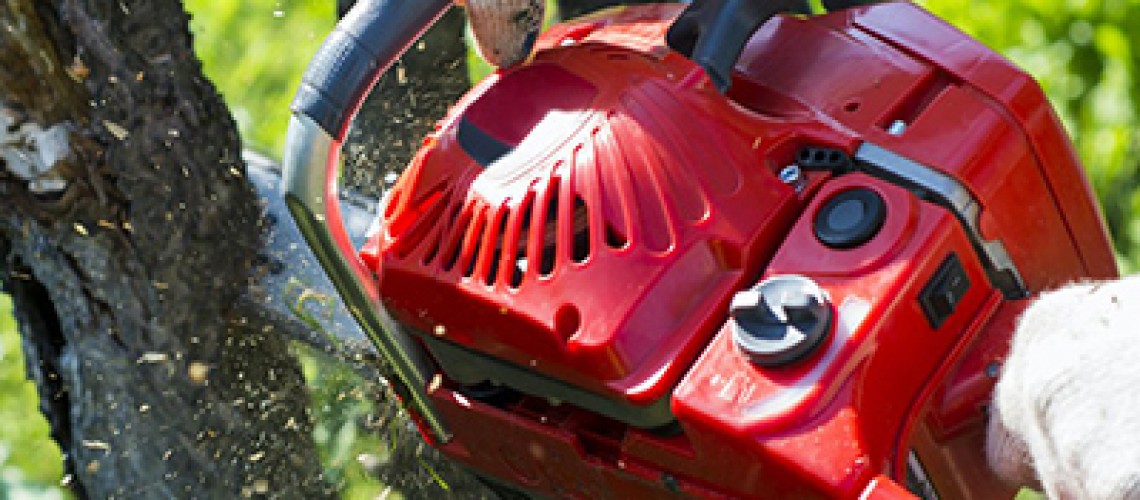 10 Things You Need To Know Before Calling A Tree Service.
