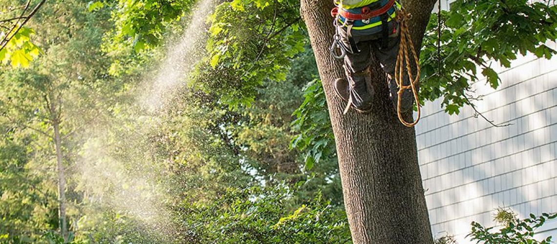 The Biggest Problem With Tree Services